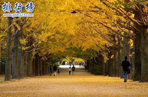 盘点寿命最长的十大植物，第一寿命长达十万年！
