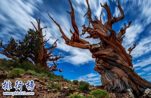 盘点寿命最长的十大植物，第一寿命长达十万年！