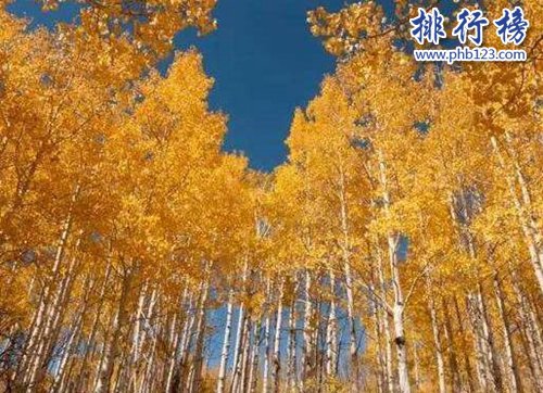 盘点寿命最长的十大植物，第一寿命长达十万年！