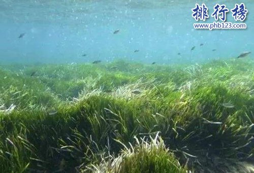 盘点寿命最长的十大植物，第一寿命长达十万年！