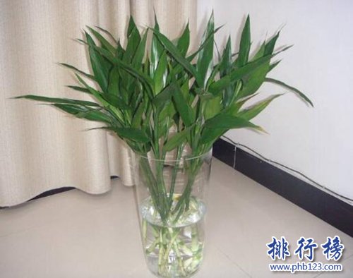 十种办公室适合养的植物，第一种可招财！