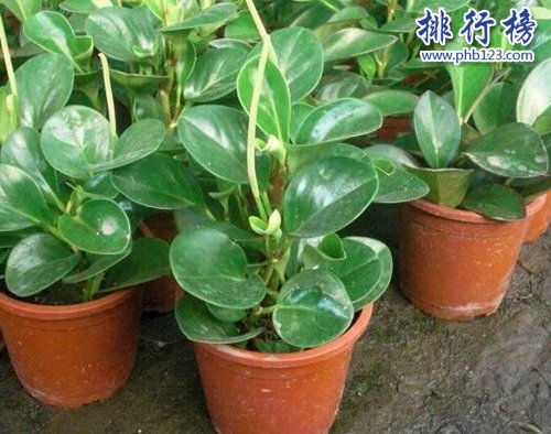 十种办公室适合养的植物，第一种可招财！