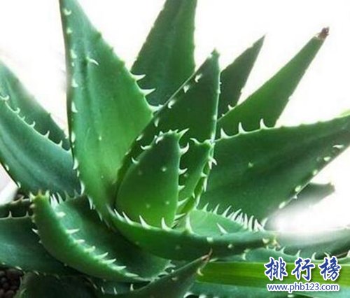 十种办公室适合养的植物，第一种可招财！