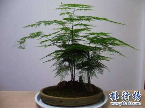 十种办公室适合养的植物，第一种可招财！