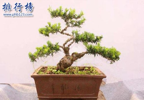 十种办公室适合养的植物，第一种可招财！