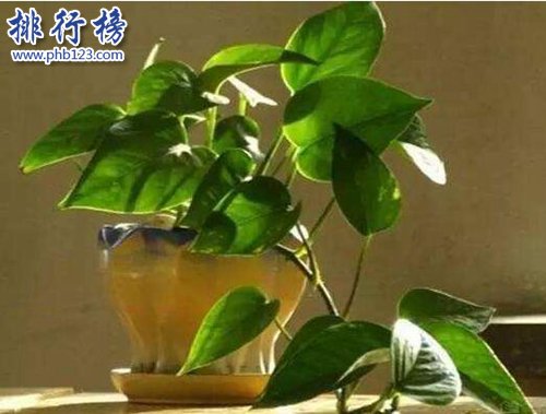 十种办公室适合养的植物，第一种可招财！