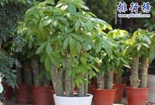 十种办公室适合养的植物，第一种可招财！