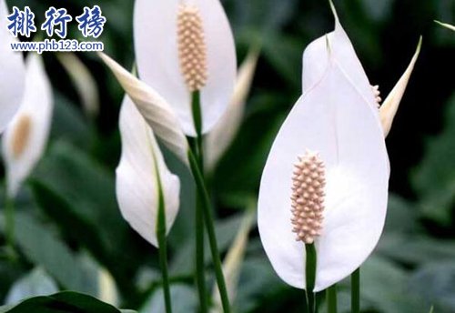 十种办公室适合养的植物，第一种可招财！