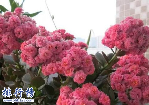 十种办公室适合养的植物，第一种可招财！