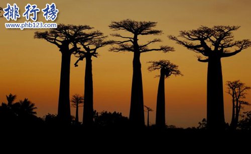 盘点世界十大神奇的树：第六杀人，第一产黄金！