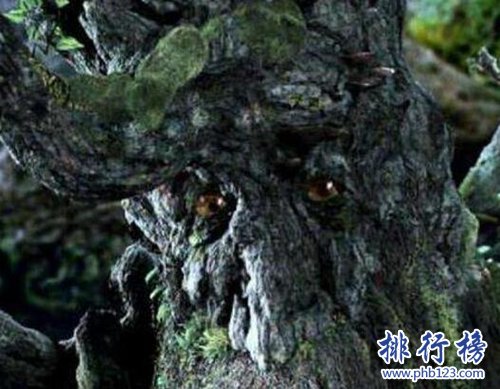 盘点世界十大神奇的树：第六杀人，第一产黄金！