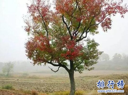 盘点世界十大神奇的树：第六杀人，第一产黄金！