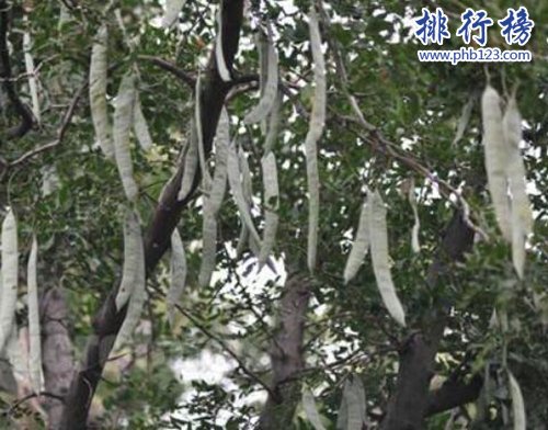 盘点世界十大神奇的树：第六杀人，第一产黄金！