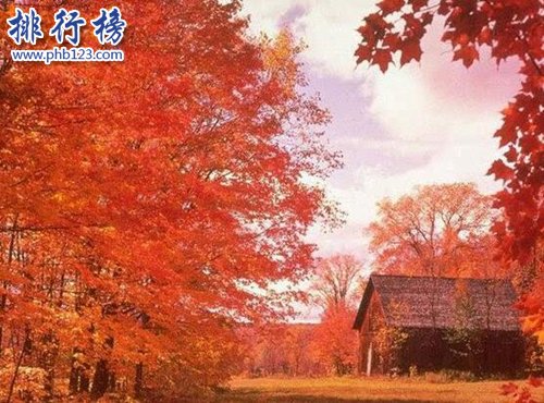 盘点世界十大神奇的树：第六杀人，第一产黄金！