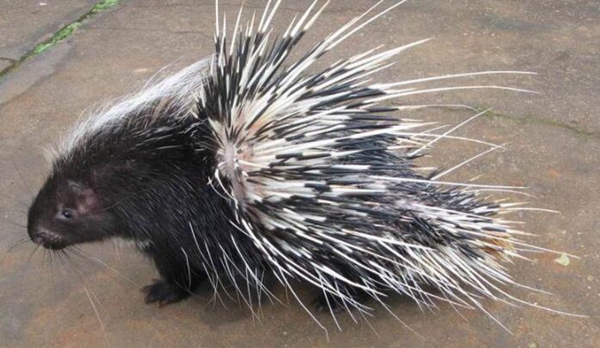 夏眠的动物有哪些10个，不冬眠选择夏眠的动物都有哪些