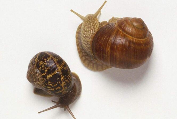 夏眠的动物有哪些10个，不冬眠选择夏眠的动物都有哪些