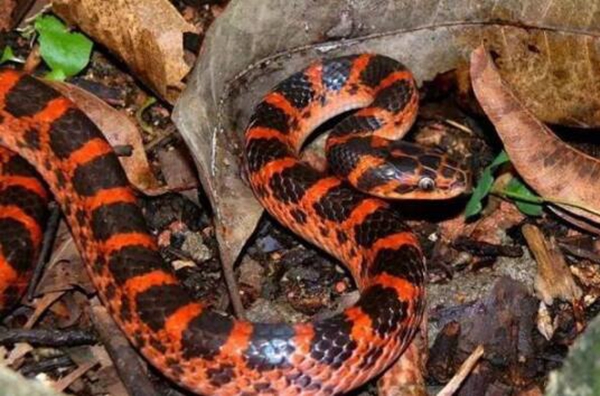 夏眠的动物有哪些10个，不冬眠选择夏眠的动物都有哪些