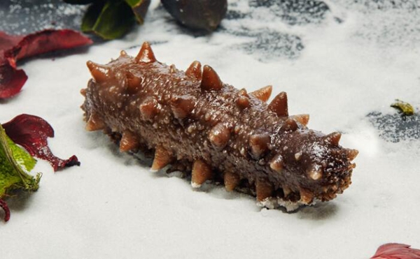 夏眠的动物有哪些10个，不冬眠选择夏眠的动物都有哪些