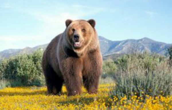 十种动物冬眠的方式，动物过冬的方式有哪些