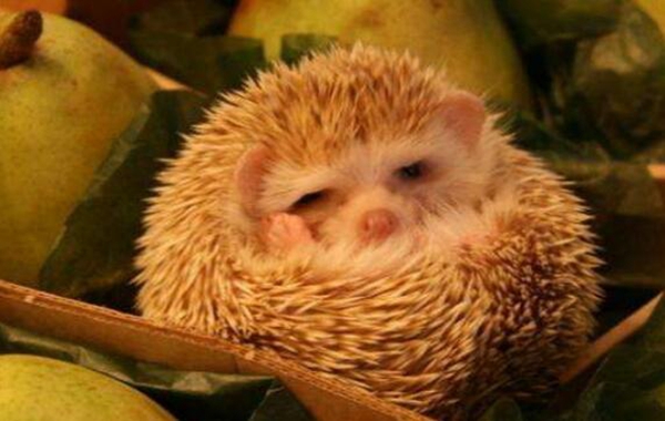 十种动物冬眠的方式，动物过冬的方式有哪些