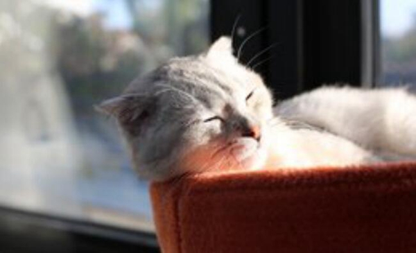 十种动物冬眠的方式，动物过冬的方式有哪些