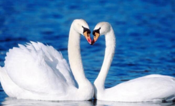 十种动物冬眠的方式，动物过冬的方式有哪些