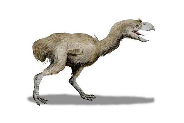 十大灭绝的可怕生物排名，一起看完，不要怂