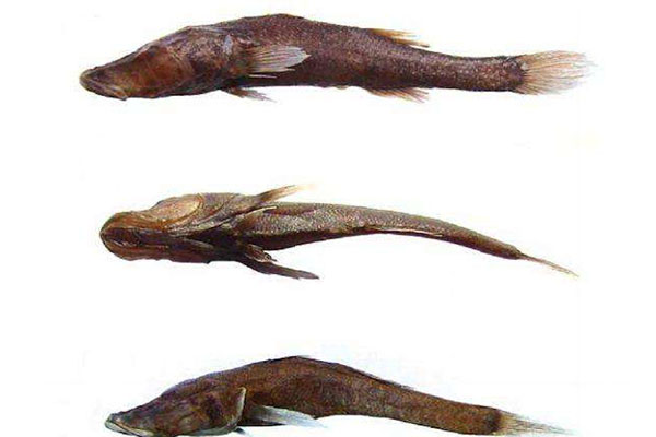 十大灭绝恐怖动物名单，所幸都已经成为化石