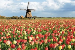 世界上最大的最美丽花海