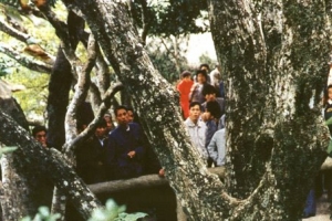 世界上最稀有的树 地球仅有一棵