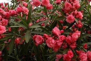 全球十大毒性最强植物,最后三种最常见,千万小心！