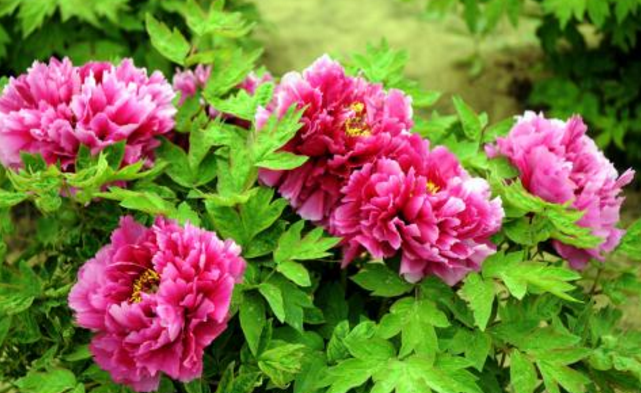 中国有哪些名花？中国四大名花详细介绍（附图片）