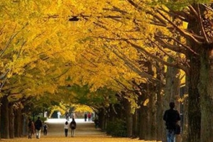 盘点寿命最长的十大植物，第一寿命长达十万年