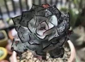 十大最贵多肉，不管喜不喜欢，养不养主要还是钱说了算！