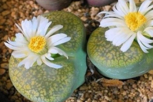 十大最稀有的多肉，最贵的竟然价值十万。