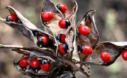 世界十大毒王植物：罂粟毒品之王最害人