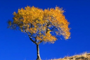 盘点世界十大神奇的树：第六杀人，第一产黄金！