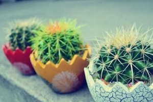 十种办公室适合养的植物，第一种可招财！