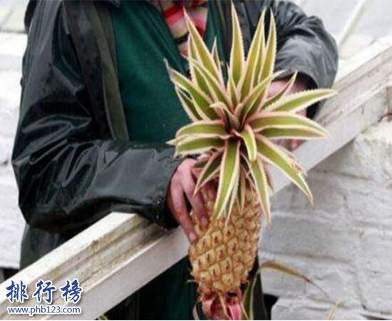 世界上最贵的十种水果排名 夕张王甜瓜7.35万元一个