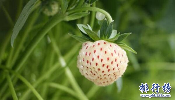 世界上最贵的十种水果排名 夕张王甜瓜7.35万元一个