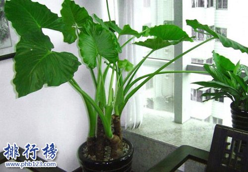 十大不能家养的植物，快看看你家有没有！