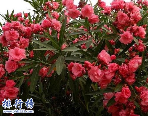 十大不能家养的植物，快看看你家有没有！