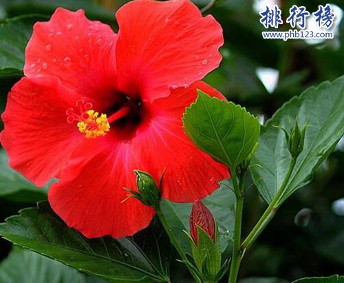 十大不能家养的植物，快看看你家有没有！