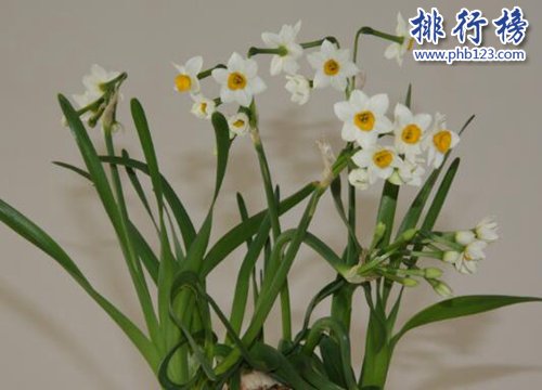 十大不能家养的植物，快看看你家有没有！