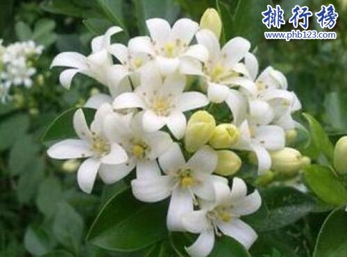 十大不能家养的植物，快看看你家有没有！