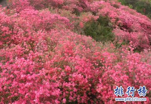 十大不能家养的植物，快看看你家有没有！