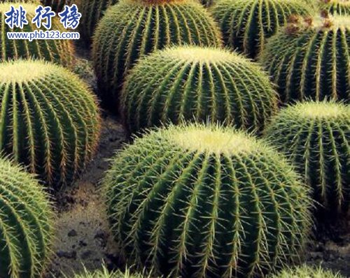 十大不能家养的植物，快看看你家有没有！