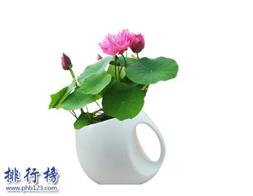 十大不能家养的植物，快看看你家有没有！