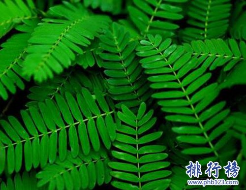 十大不能家养的植物，快看看你家有没有！