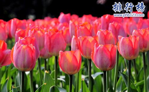 十大不能家养的植物，快看看你家有没有！